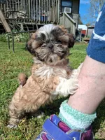 Daffodil, a female Shih Tzu for sale in Ava, MO – Photo 1 of 6