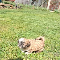 Daffodil, a female Shih Tzu for sale in Ava, MO – Photo 6 of 6