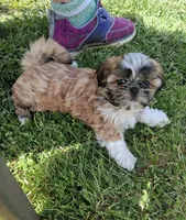 Daffodil, a female Shih Tzu for sale in Ava, MO – Photo 3 of 6