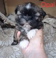 Opal, a female Shih Tzu for sale in Ava, MO – 2 of 3