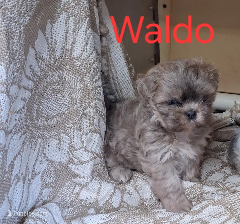 Waldo – Shih Tzu puppy for sale in Ava, MO