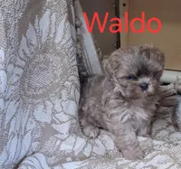 Waldo, a male Shih Tzu for sale in Ava, MO – 1 of 3