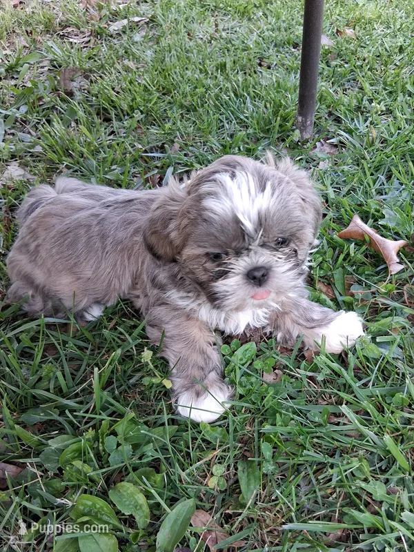 Dandy – Shih Tzu puppy for sale in Ava, MO