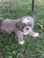 Dandy, a male Shih Tzu for sale in Ava, MO – Photo 1 of 5