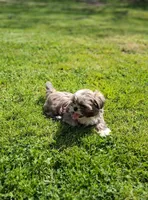 Dandy, a male Shih Tzu for sale in Ava, MO – Photo 5 of 5