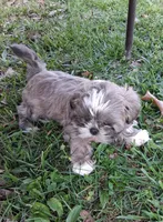 Dandy, a male Shih Tzu for sale in Ava, MO – Photo 3 of 5