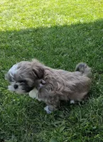 Dandy, a male Shih Tzu for sale in Ava, MO – Photo 2 of 5