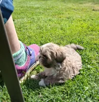 Dandy, a male Shih Tzu for sale in Ava, MO – Photo 4 of 5