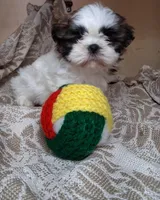 Sissy, a female Shih Tzu for sale in Ava, MO – Photo 5 of 6