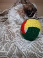 Sissy, a female Shih Tzu for sale in Ava, MO – Photo 6 of 6