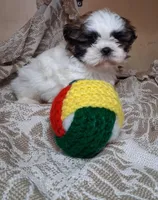 Sissy, a female Shih Tzu for sale in Ava, MO – Photo 1 of 6