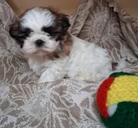 Sissy, a female Shih Tzu for sale in Ava, MO – Photo 2 of 6