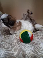 Sissy, a female Shih Tzu for sale in Ava, MO – Photo 3 of 6