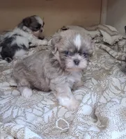 Harry, a male Shih Tzu for sale in Ava, MO – 3 of 5