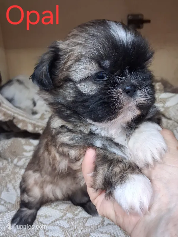 Opal – Shih Tzu puppy on hold in Ava, MO