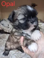 Opal, a female Shih Tzu for sale in Ava, MO – 1 of 3