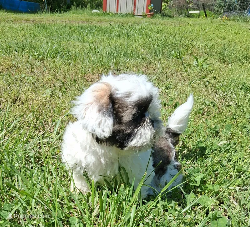 Gallagher  – Shih Tzu puppy for sale in Ava, MO