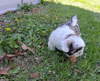 Gallagher , a male Shih Tzu for sale in Ava, MO – Photo 2 of 4