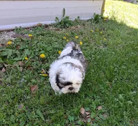 Gallagher , a male Shih Tzu for sale in Ava, MO – Photo 3 of 4