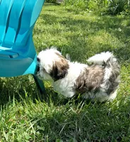 Gallagher , a male Shih Tzu for sale in Ava, MO – 9 of 9