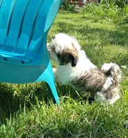 Gallagher , a male Shih Tzu for sale in Ava, MO – 3 of 9