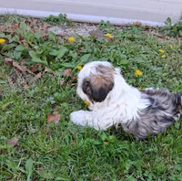 Gallagher , a male Shih Tzu for sale in Ava, MO – Photo 4 of 4