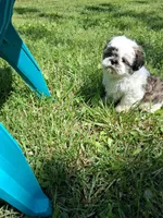 Gallagher , a male Shih Tzu for sale in Ava, MO – 2 of 9