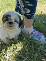 Gallagher , a male Shih Tzu for sale in Ava, MO – 8 of 9