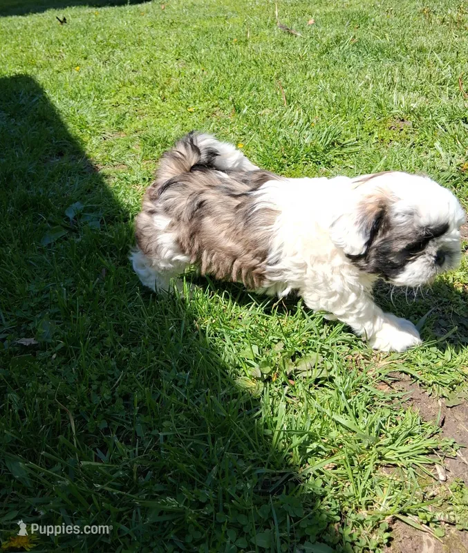 Gallagher  – Shih Tzu puppy for sale in Ava, MO
