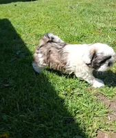 Gallagher , a male Shih Tzu for sale in Ava, MO – Photo 1 of 4