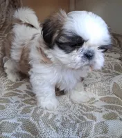 BB Boy, a male Shih Tzu for sale in Ava, MO – Photo 2 of 5