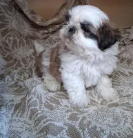 BB Boy, a male Shih Tzu for sale in Ava, MO – Photo 3 of 5