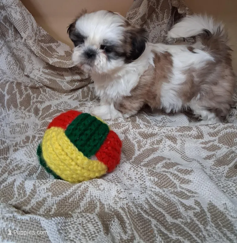 BB Boy – Shih Tzu puppy for sale in Ava, MO