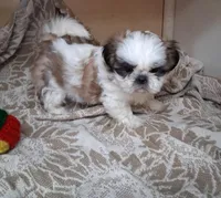BB Boy, a male Shih Tzu for sale in Ava, MO – Photo 4 of 5