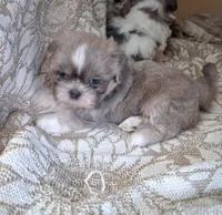Harry, a male Shih Tzu for sale in Ava, MO – 4 of 5