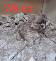 Waldo, a male Shih Tzu for sale in Ava, MO – 3 of 3