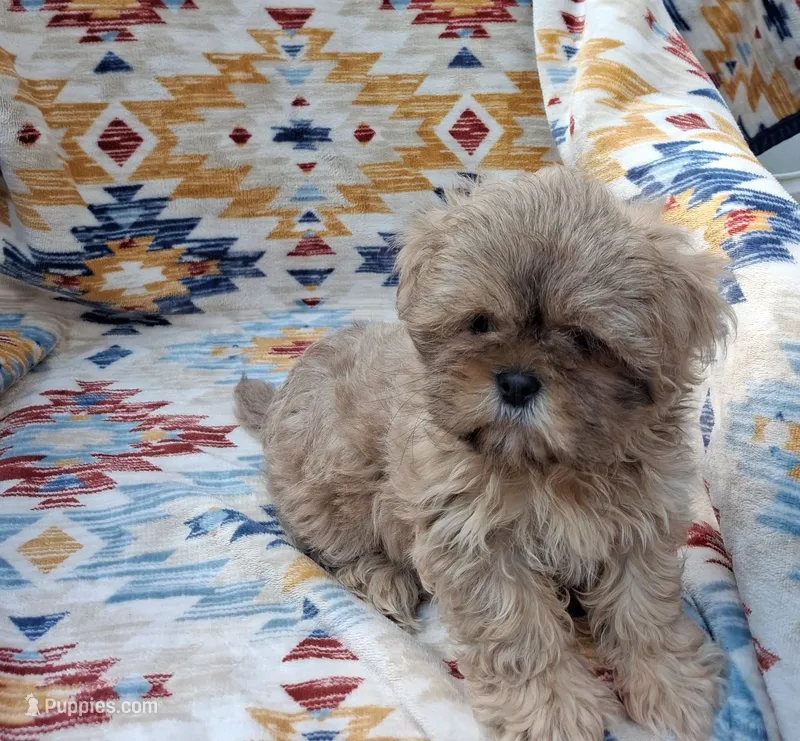 Waldo – Shih Tzu puppy for sale in Ava, MO