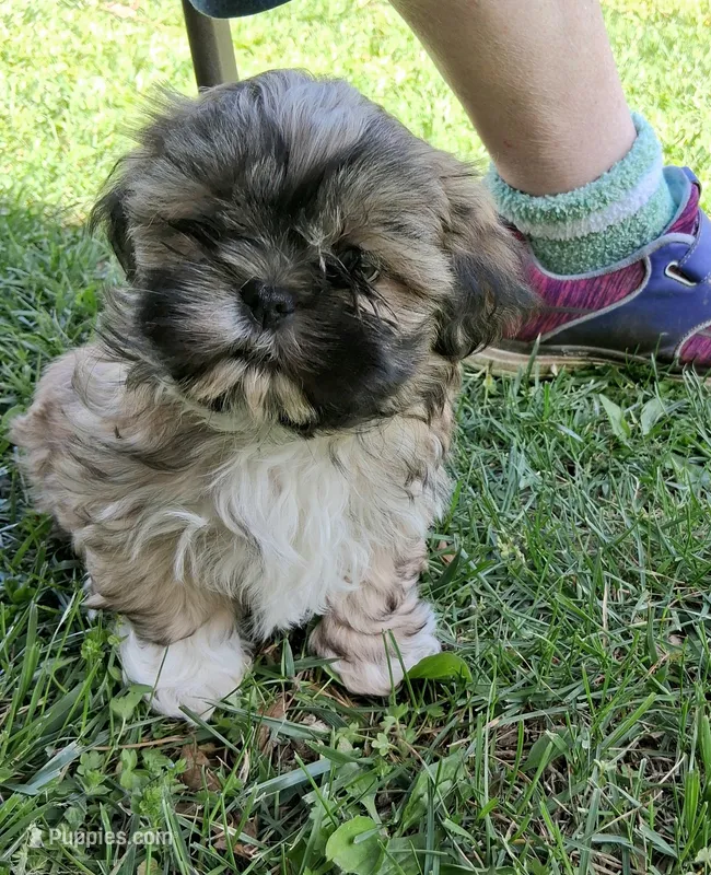 Rupert  – Shih Tzu puppy for sale in Ava, MO