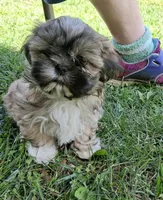 Rupert , a male Shih Tzu for sale in Ava, MO – Photo 1 of 6