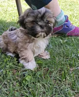 Rupert , a male Shih Tzu for sale in Ava, MO – Photo 3 of 6