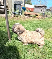 Rupert , a male Shih Tzu for sale in Ava, MO – Photo 4 of 6