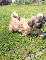 Rupert , a male Shih Tzu for sale in Ava, MO – Photo 5 of 6