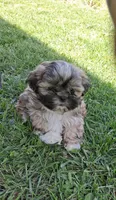 Rupert , a male Shih Tzu for sale in Ava, MO – Photo 6 of 6