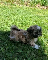 Rupert , a male Shih Tzu for sale in Ava, MO – Photo 2 of 6