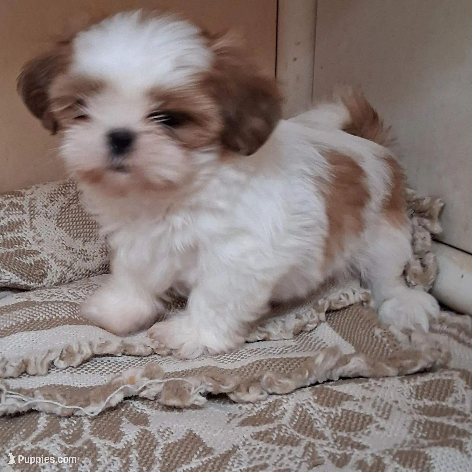 Spots, a male Shih Tzu for sale in Ava, MO – Photo 3 of 3