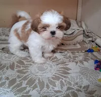 Spots, a male Shih Tzu for sale in Ava, MO – Photo 1 of 3