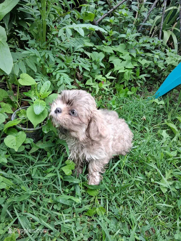 Waldo, a male Shih Tzu for sale in Ava, MO – 1 of 5