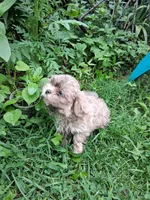 Waldo, a male Shih Tzu for sale in Ava, MO – 1 of 5