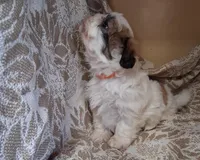 Sassy , a female Shih Tzu for sale in Ava, MO – Photo 4 of 5