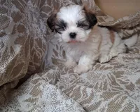 Sassy , a female Shih Tzu for sale in Ava, MO – Photo 5 of 5